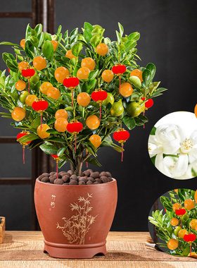 四季金桔树盆栽花卉植物室内花金橘子树带果阳台观赏年宵盆景好养