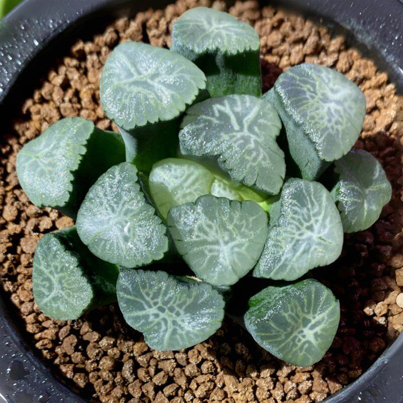 桃源乡万象 浓密白纹 玉露十二卷多肉植物绿植盆栽 一物一拍 包邮