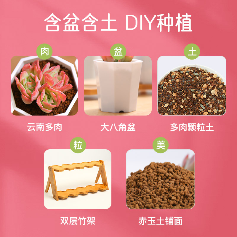 新手套餐八角盆10颗双层竹托多肉植物套餐创意多肉塑料花盆云南