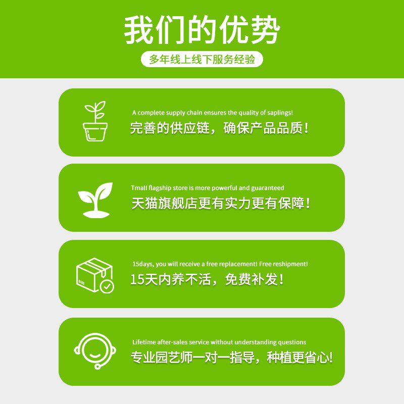 文昌竹4支金榜题名龙竹水培带根富贵竹植物客厅招财纯水培植物