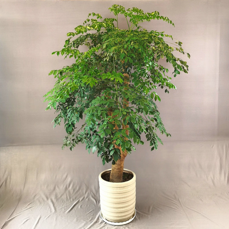 西安同城绿植幸福树绿宝大型盆栽室内吸甲醛客厅好养落地植物花卉