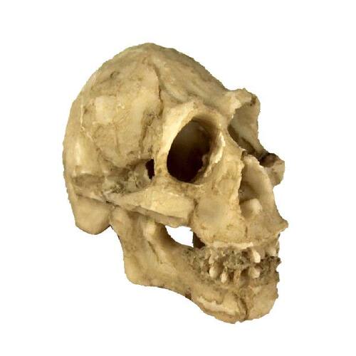 极速Aquarium Reptile qHouse Resin Skull, Fish Tank Decoratio