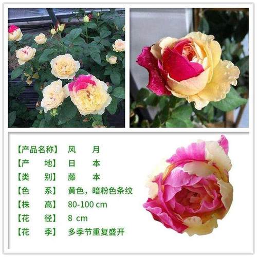 极速四季开花果汁阳台灌木月季A浓香耐寒耐热庭院花卉植物盆栽玫