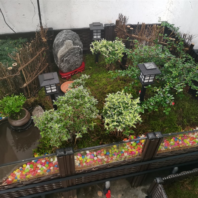 黄缘龟饲养箱陆龟半水龟缸生态造景箱 安X缘台缘养殖箱