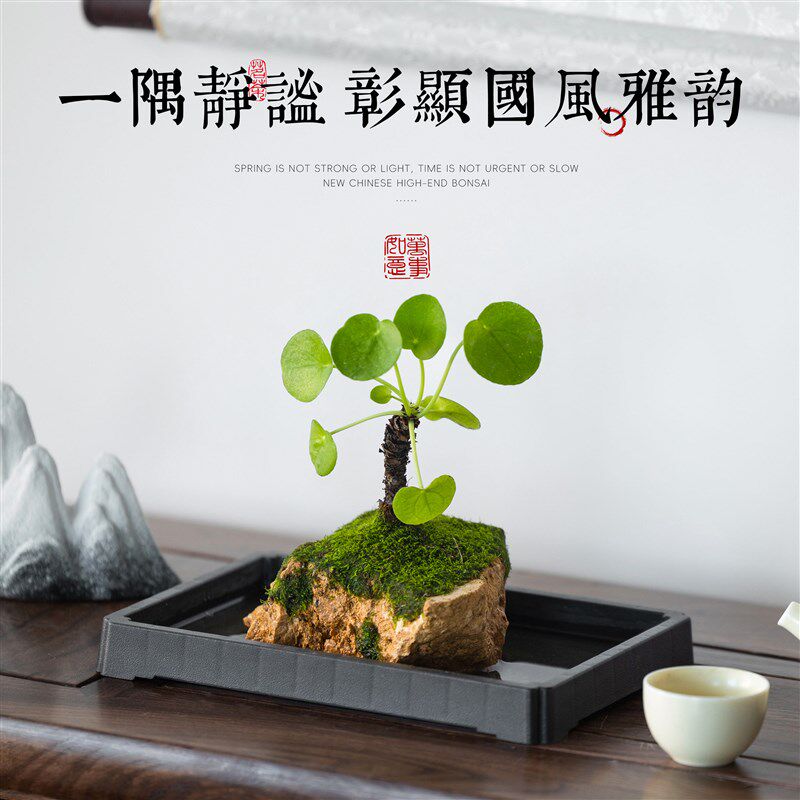 菖蒲吸水石绿植水培植物狼尾蕨z盆栽懒人好养耐阴镜面草虎耳草盆