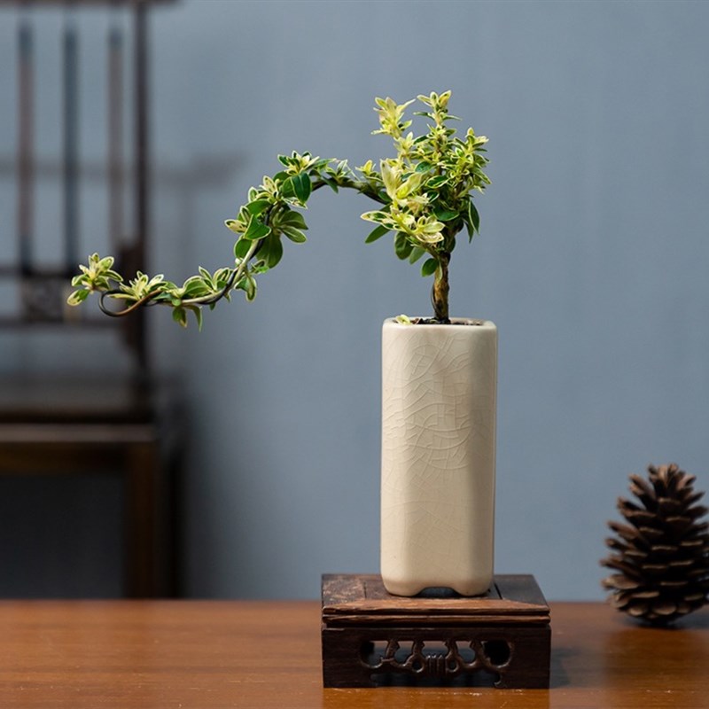 金边六月雪盆景老桩造型悬崖提根盆栽室内M绿植红花好养办公室摆