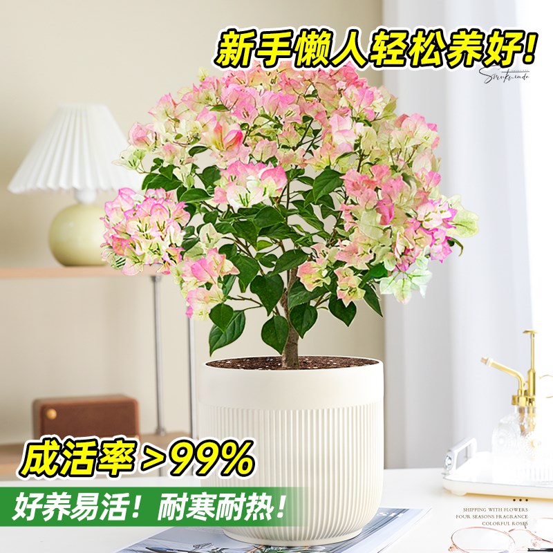 特级绿樱三角梅盆栽阳台s庭院爬藤绿植物带花老桩大苗花卉循环开