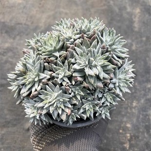 白菊多头老桩 韩系贵货精品仙女杯群生老桩室内多肉植Y物 一颗包