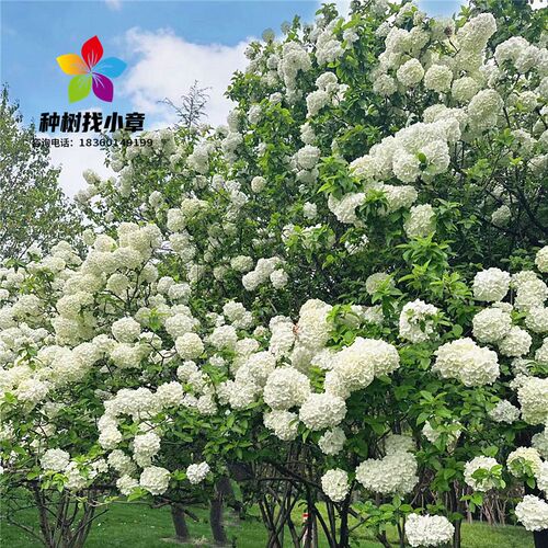中华木绣球树苗大花斗球小苗x庭院耐寒盆栽风景树大型丛生木本绣