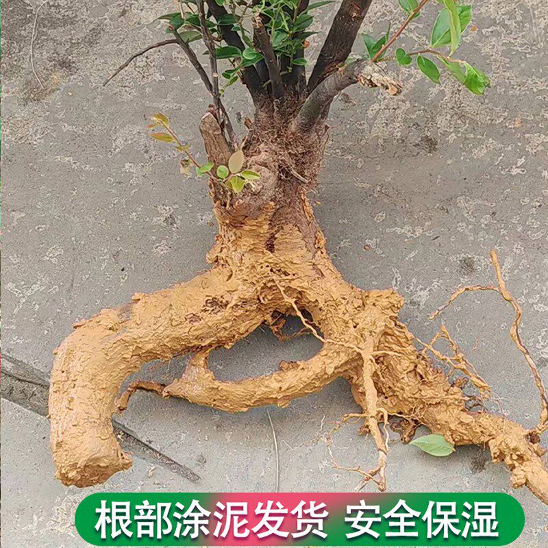 南烛树苗大叶乌饭叶树野生老桩现C挖盆栽庭院阳台绿植常青耐寒易