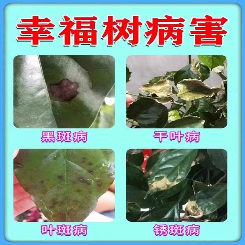 幸福树专用肥料j营养液急救黑斑白粉病黄叶枯叶卷叶植物病害杀菌,鲜花速递/花卉仿真/绿植园艺,家庭园艺肥料,淘宝优惠券,粉丝福利购,淘宝优惠卷