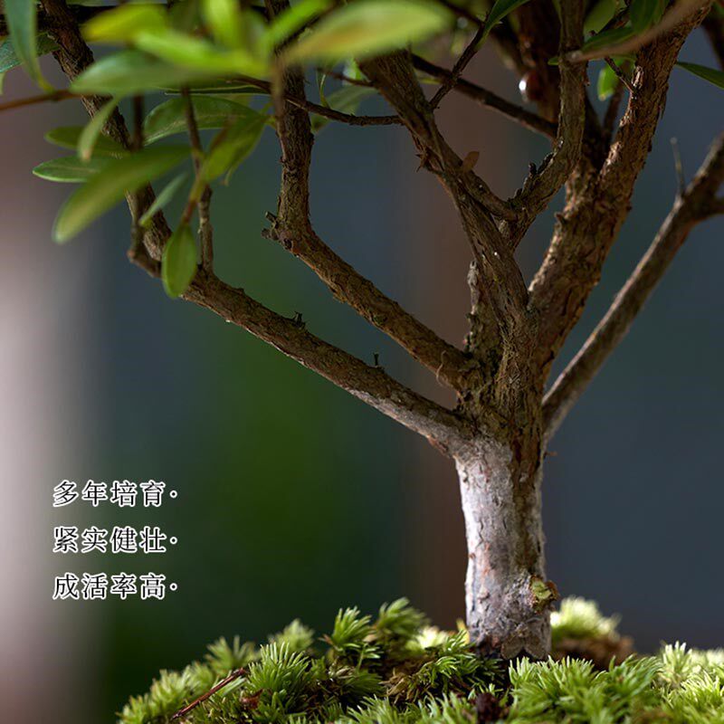 金丝楠木小叶赤楠盆景老桩盆栽苗花卉办公室内桌面小绿植好养四季