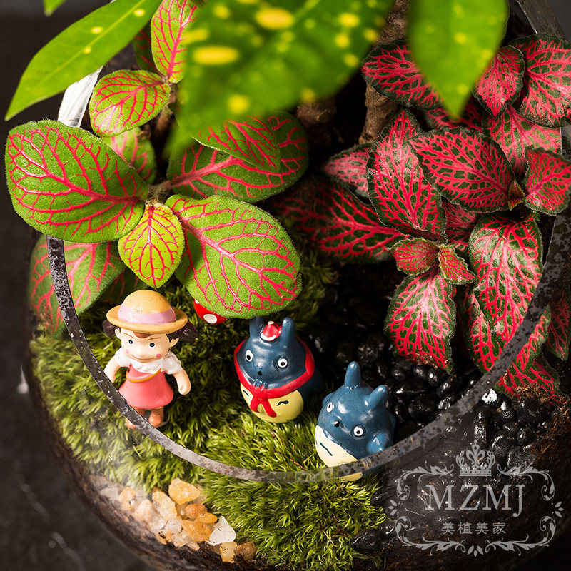 微景观盆栽绿植摆件苔藓迷你植物diy马蹄瓶成品桌面办公礼物室内