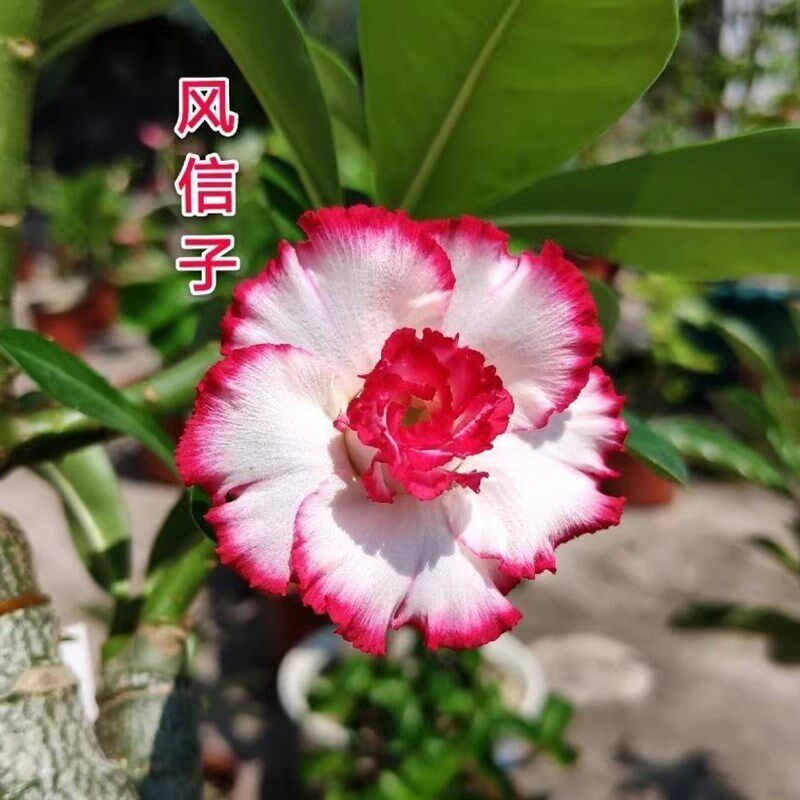 重瓣沙漠玫瑰花苗盆栽四季花卉绿植物老桩室内阳台小盆景开花不断