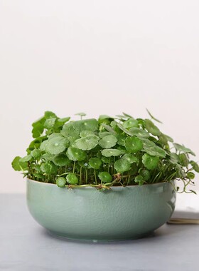 铜钱草盆景绿萝水培植物好养室内花草招财金钱草四季常青盆栽绿植