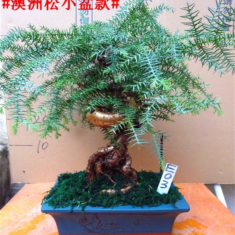 澳洲杉盆栽 大型绿植客厅室内大盆景澳洲松树桩造型花卉