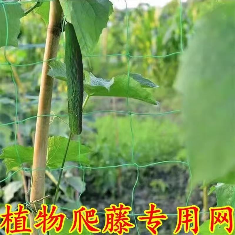 植物爬藤网豆角黄瓜丝瓜吊瓜攀爬搭架网葡萄苦瓜月季百香果种植网