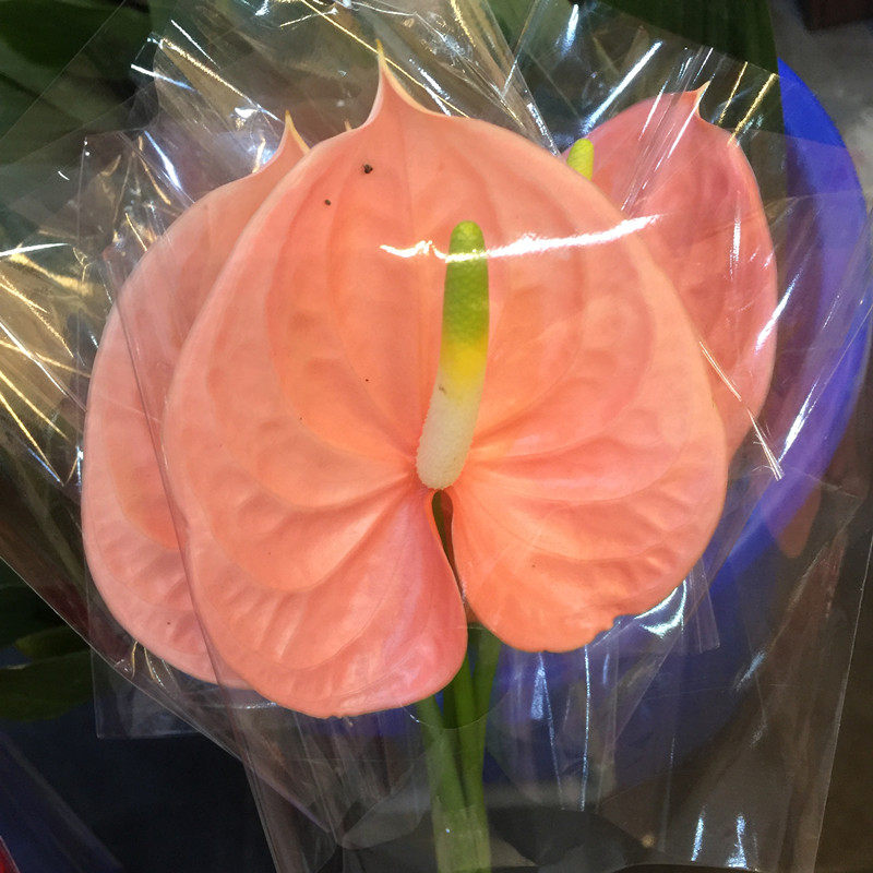 红掌彩色掌上海鲜花同城速递家用节日婚礼艺术江浙沪皖两扎包邮