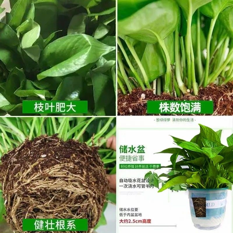 绿萝盆栽室内新房家用客厅大叶植物长藤大盆绿箩水培吊兰花卉吊兰