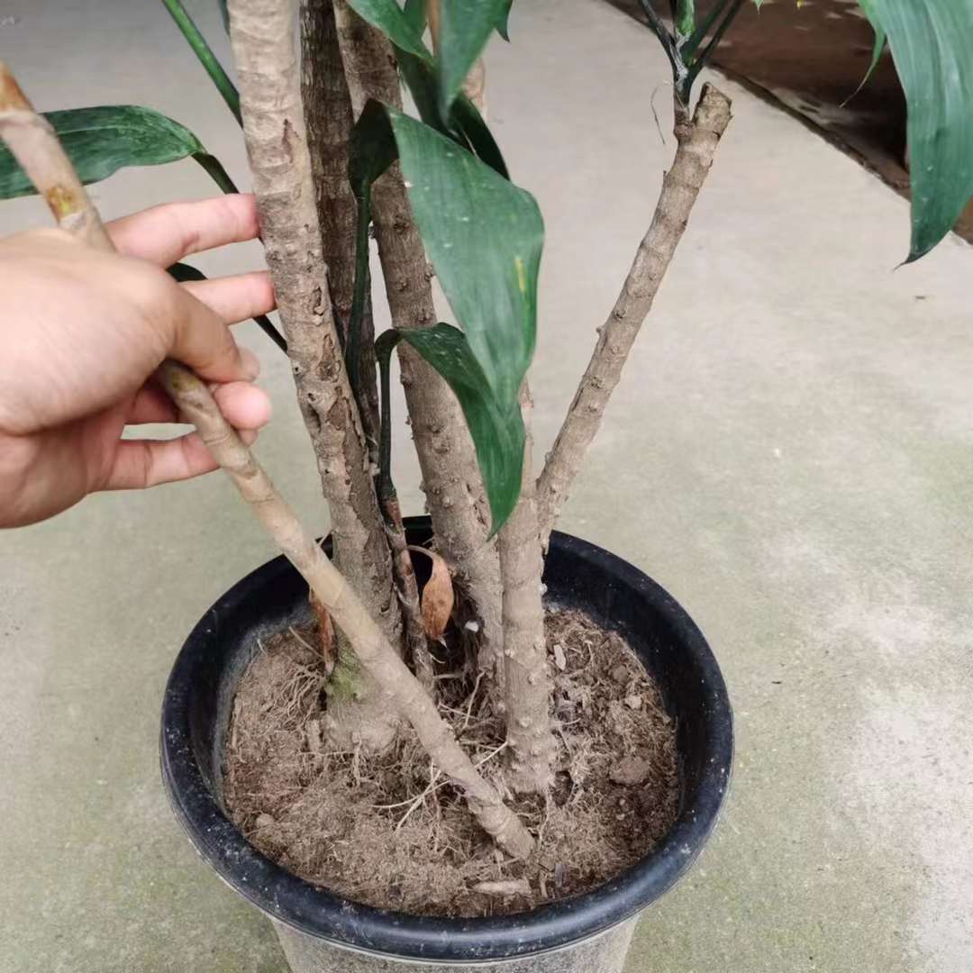 青铁大型盆栽铁树室内绿植四季青千年木绿植盆景观叶吸甲醛螺纹铁