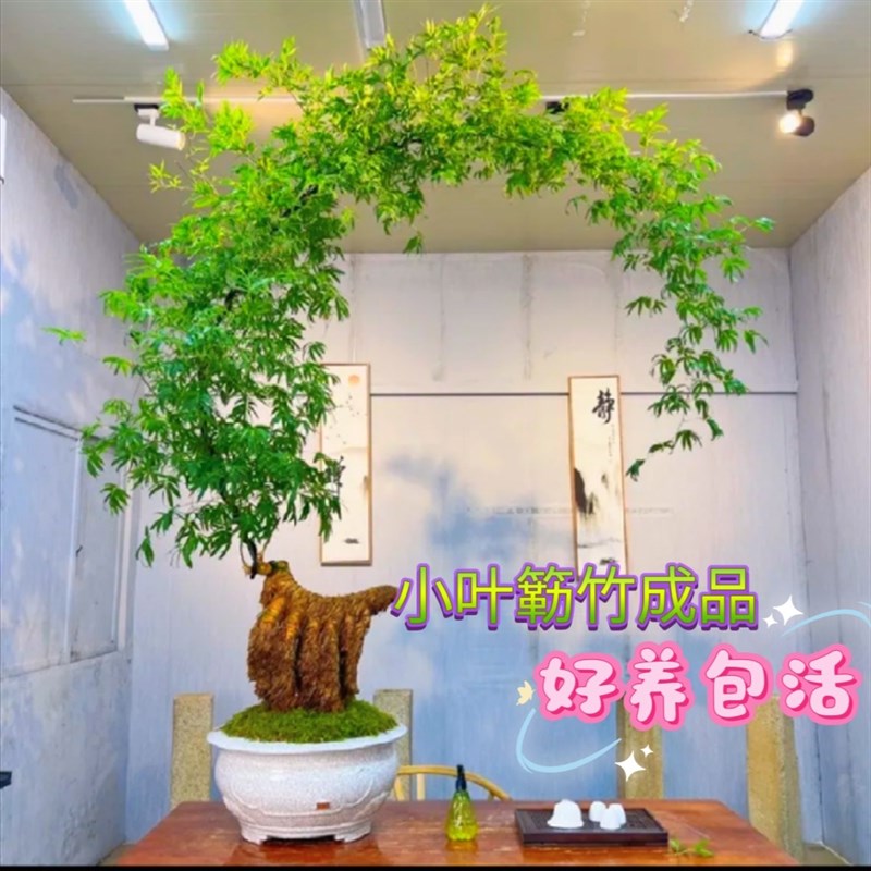 小叶簕竹根苗勒竹桩桌面绿植成品竹子盆栽室内文人茶几盆景花卉