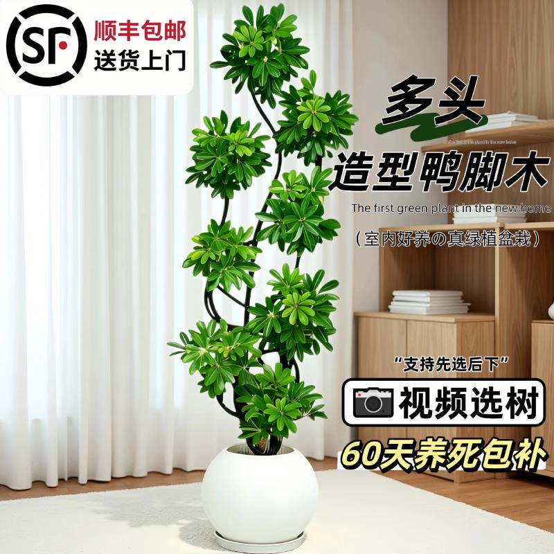鸭脚木老桩造型盆栽办公室内客厅大盆栽真绿植落地鹅掌木净化空气