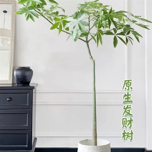 发财树飘枝绿植盆栽室内客厅办公室桌面四季常青常绿好养活花卉