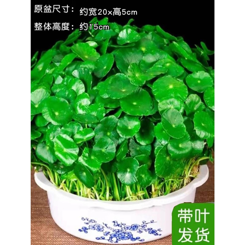 带叶铜钱草水培盆栽植物室内小绿植花卉水养金钱草籽水生四季好养