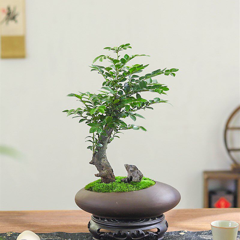 小叶紫檀盆栽室内桌面摆件客厅好养花卉绿植中式造景四季常青植物