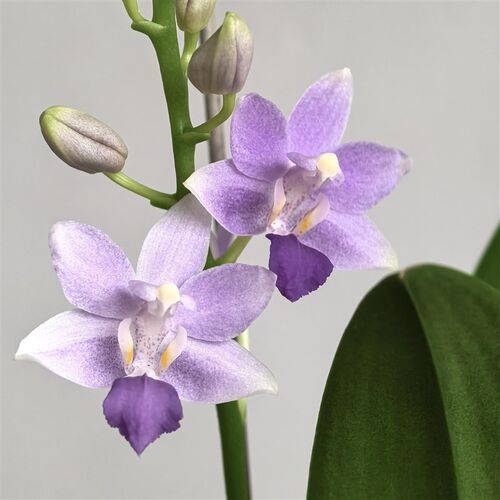 蓝星蝴蝶兰3.5杯精品苗带花箭花牌夏花品种正品洋兰花卉