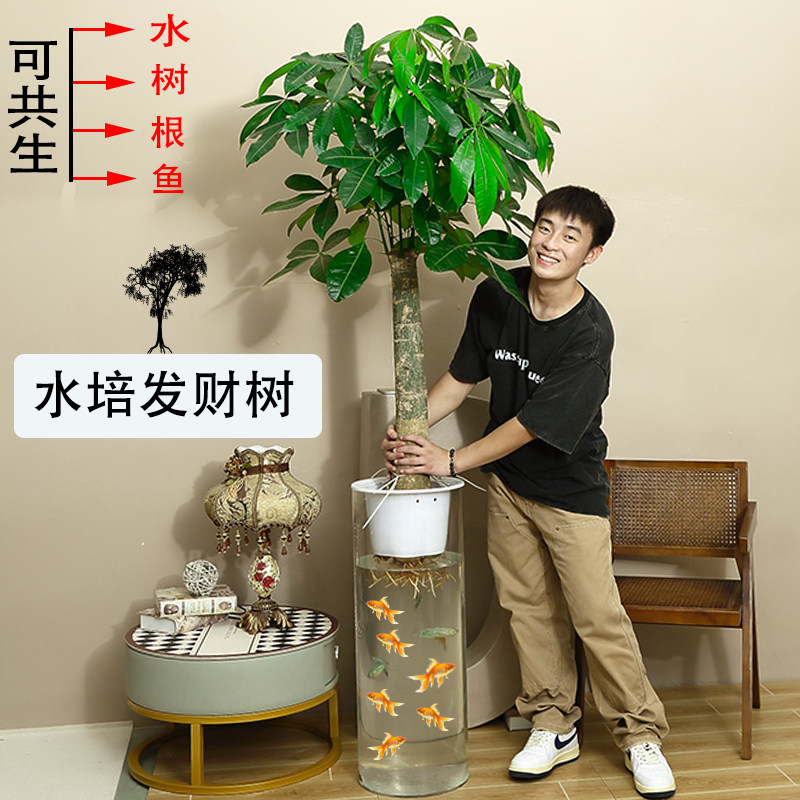 大型落地轻奢陶瓷纯水培发财树室内客厅大堂开业送礼体面好养大气