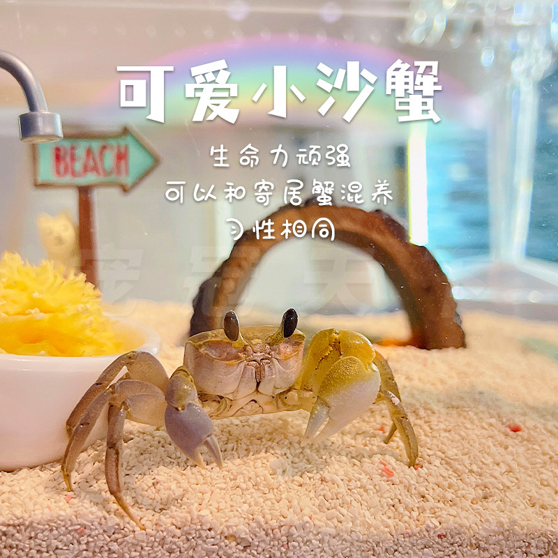 小沙蟹饲养套装陆生海水淡水观赏宠物蟹懒人混养寄居蟹包邮包活