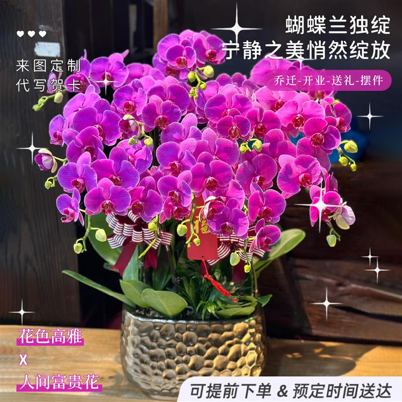 蝴蝶兰盆栽带真鲜花速递同城年宵花开业乔迁广州北京上海配送礼物