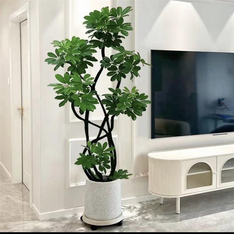造型鸭脚木盆栽室内大型绿植七叶莲八方来财净化空气好养四季常青