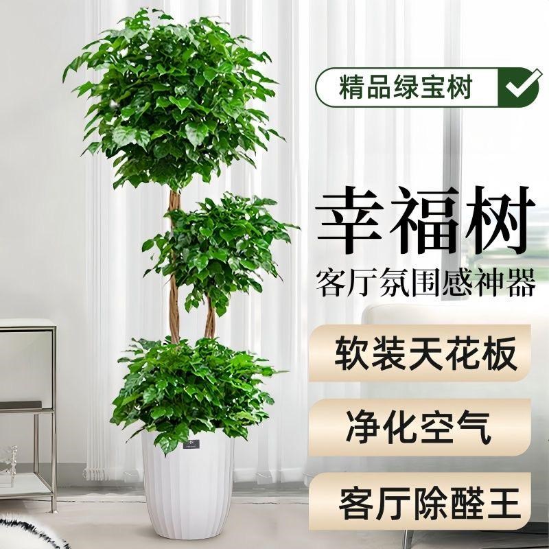 老桩三层幸福树盆栽绿植大型盆景室内净化空气好养易活绿宝植物