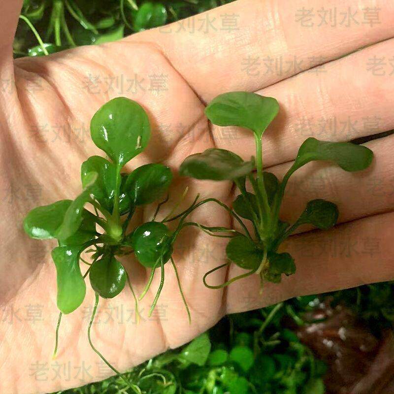 特惠金钱榕水下叶水草鱼缸造景专用新手水草阴性草懒人水榕水草