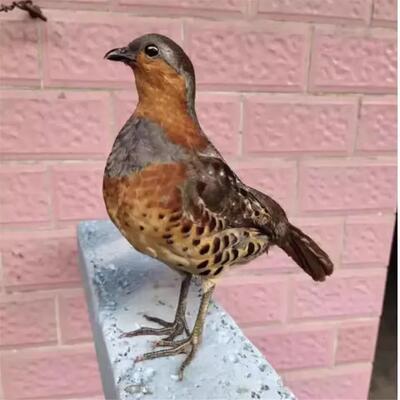 竹鸡假媒标本中式风格落地摆件适用室外空间教学用半手工制品