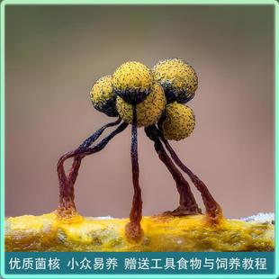 黏菌宠物菌核菌种培养粘菌多头绒泡菌史莱姆学生儿童实验饲养套装