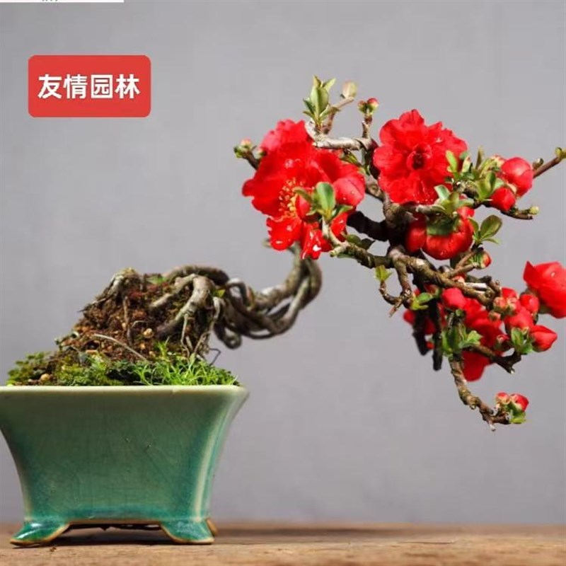 精品海棠长寿y梅微盆景阳台养殖