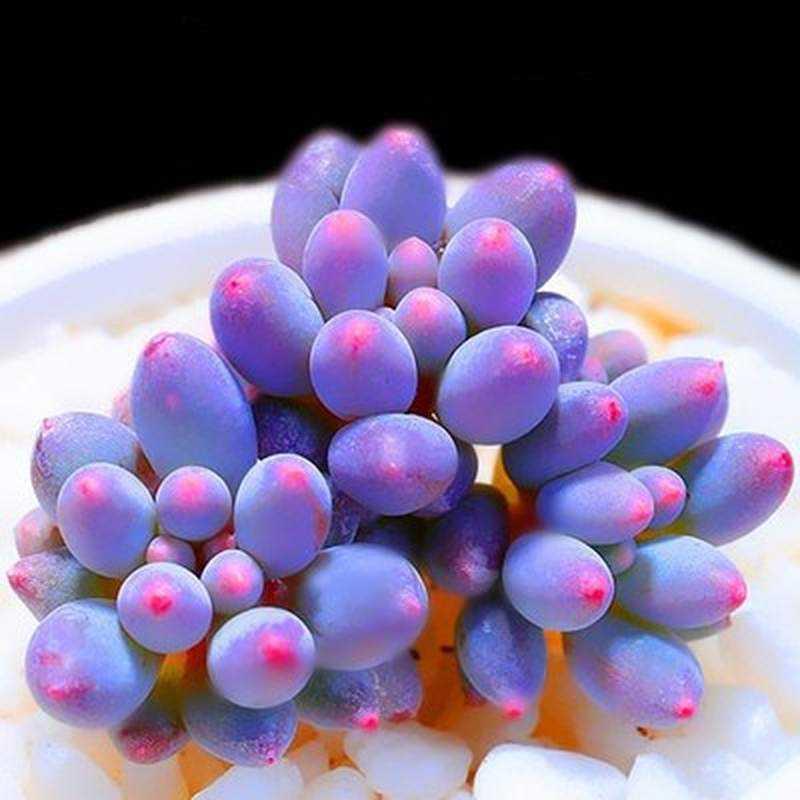 速发名贵多肉植物组合 高档大颗 大型含合盆栽老桩 超大成品花盆