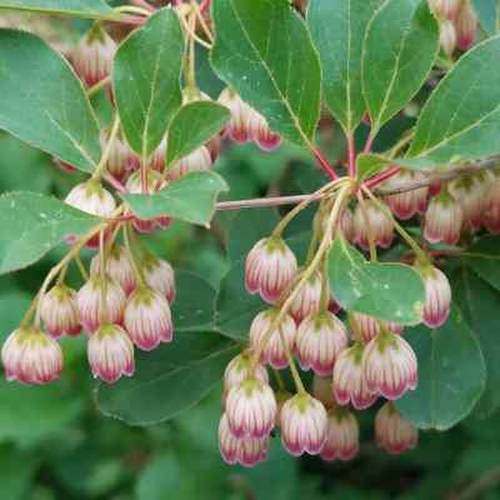 极速有寻b植物 粉花吊钟盆栽花园阳台庭院灌木地栽垂吊花卉多年生