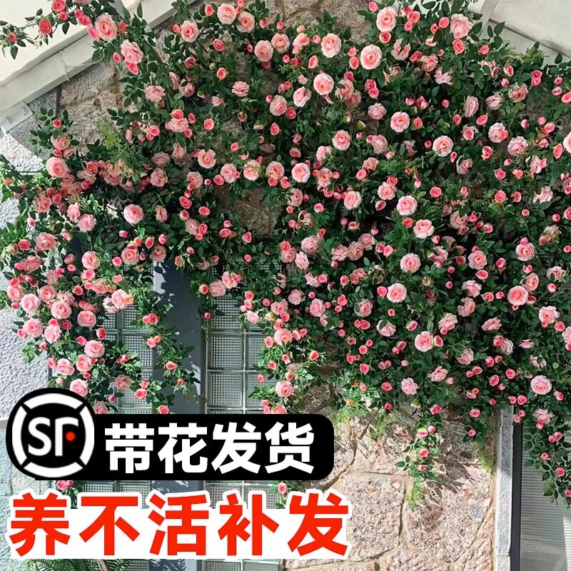 粉色龙沙宝石月季藤本大苗爬藤蔷薇庭院阳台四季浓香老桩花卉植物