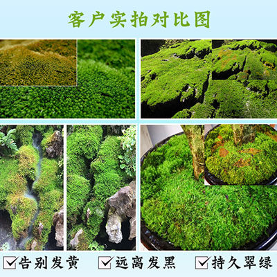 苔藓营养液植物营养液肥雨林缸植物微景观盆栽水陆缸植物生长肥料