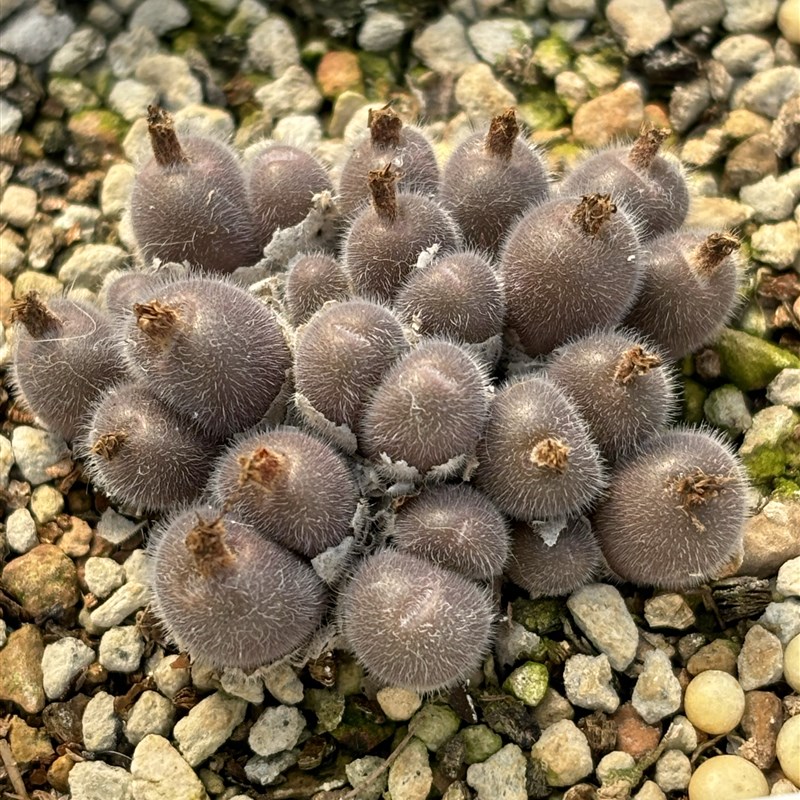 肉锥毛球CR1368长毛毛球 番杏科多肉植物苏西的花园 一物一拍