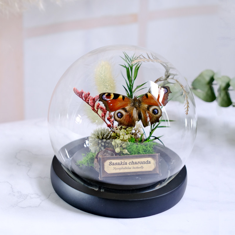 原创蝴蝶标本玻璃罩植物标本摆件昆虫科普干花永生花复古创意软装