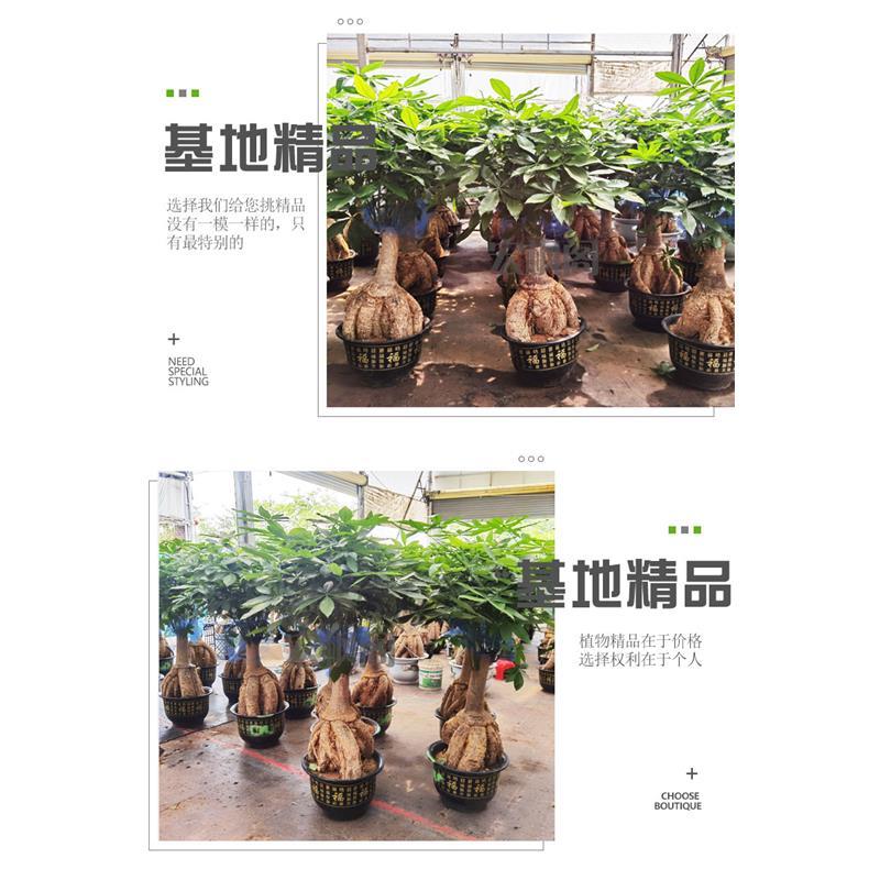 提根发财树怪头发财树盆栽开业乔迁招财旺宅送礼室内大型绿植盆景