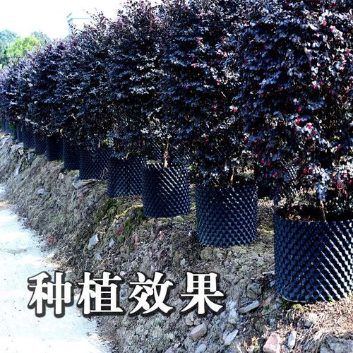 控根器植物阻根板围树板植树专用塑料高培土围树板园艺盆景围栏