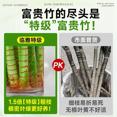 富贵竹水培植物室k内客厅旺宅转运竹龙竹观音竹办公室桌面绿植盆