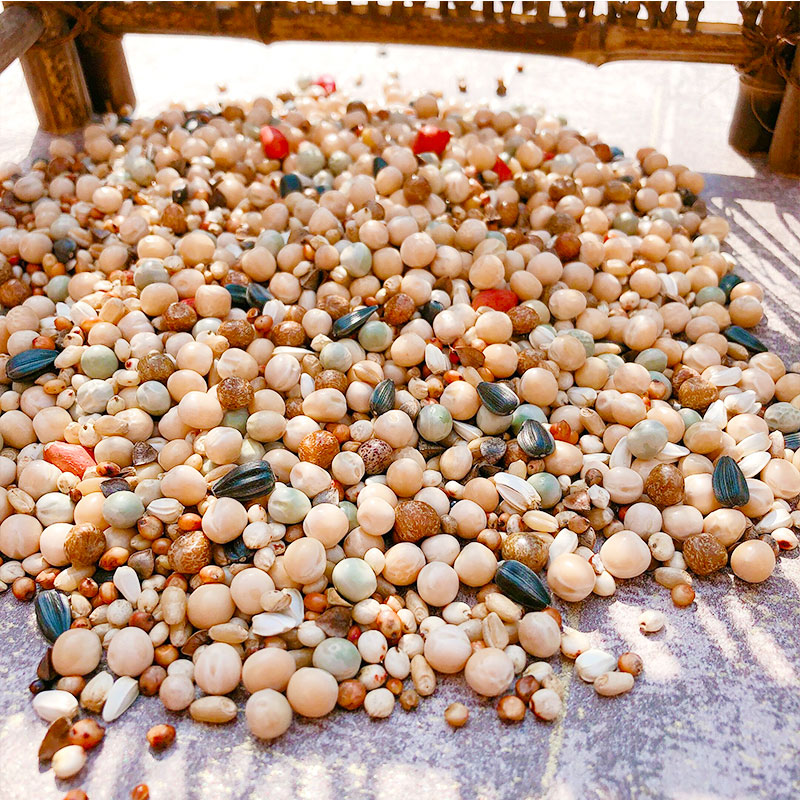 包邮5斤装鸽子粮无玉米幼鸽饲料 鸟食信鸽观O赏鸽肉鸽粮赛鸽粮幼