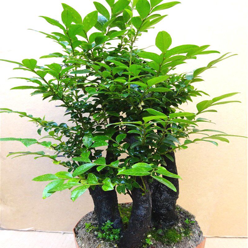 名贵小叶紫檀盆景树n桩室内外绿植发财树花卉树苗四季常青老桩盆